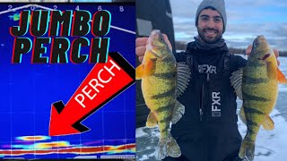 Ice Fishing JUMBO PERCH TipsTricks on Lake Simcoe [upl. by Enimzaj]