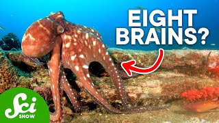 Why Are Octopi So Insanely Intelligent [upl. by Huoh]