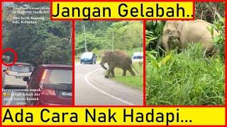 Viral Selalu Jumpa Gajah Di Jalan GerikJeli Tapi Macam Mana Nak Hadapi [upl. by Lasala241]