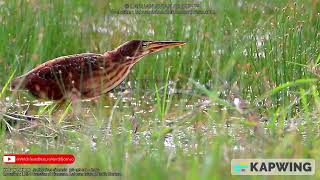 Yellow BitternPucong Merah黄苇鳽ヨシゴイ birds birdsofinstagram herons birdwatching [upl. by Aynav]