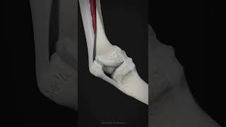 Knee Joint Motion Flexion and Extension animation shorts [upl. by Pawsner590]