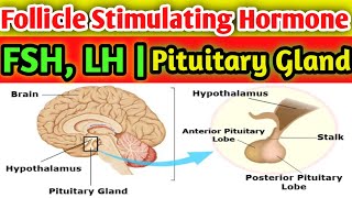 Follicle Stimulating Hormone FSH  lh Hormone fertility [upl. by Zealand197]