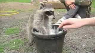 playing with young raccoon [upl. by Enavi]