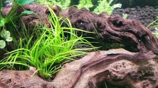 Rotala Wallichii juncus repens pinnatifida Cinematic only [upl. by Quintina]