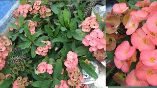 Euphorbia milli plant care in Tamil [upl. by Laohcin793]