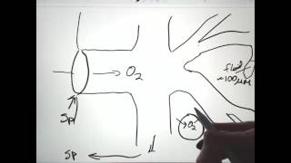 Respiration Insect Tracheal System [upl. by Schwejda]