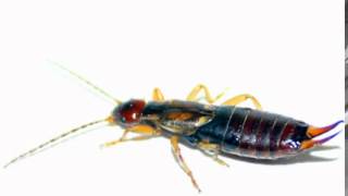 Earwig Facts  Facts About Earwigs [upl. by Ciro]