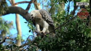 Crowned Eagle Juvenile eating a Vervet monkey [upl. by Eyatnod]