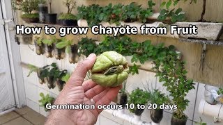 How to grow Chayote from Fruit step by step [upl. by Ebeohp]