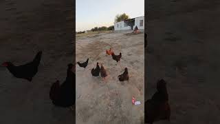 🐔🐓pets shorts animals chicken [upl. by Wendeline332]