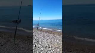 cinghiale che fa il bagno nel mare a pontecagnano Salerno [upl. by Kolk43]