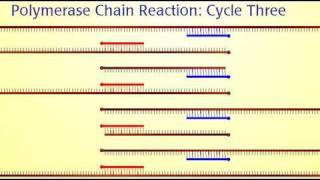 Polymerase Chain Reaction PCR [upl. by Townsend]