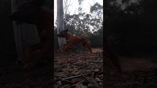 My Ridgeback Loki running in the Australian bush 😊 slow motion ridgeback dog australia [upl. by Slinkman711]