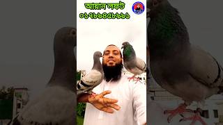 রেসার কবুতর রেসার কবুতরের দাম resar kabutar guru tiktok shorts short viral [upl. by Eniloj759]