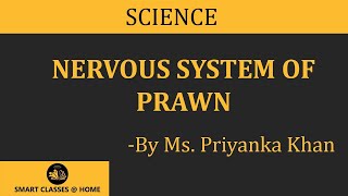 Nervous System of Prawn lecture BSc Biotechnology by Priyanka Khan I Guru Kpo [upl. by Jaynell]