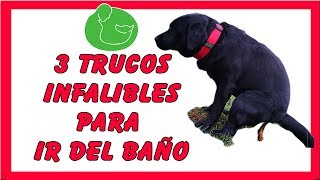 3 TIPS Cómo EDUCAR a un CACHORRO a HACER sus NECESIDADES [upl. by Tuddor803]