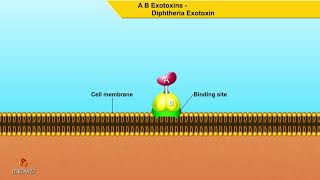 A B Exotoxins Diphtheria Exotoxin  Microbiology animations [upl. by Sieber488]