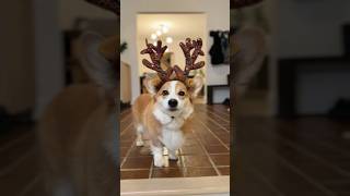 Corgi saves Christmas [upl. by Nnov]