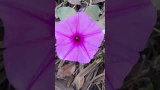 Ipomoea cairica linda flor shorts natureza [upl. by Lee937]