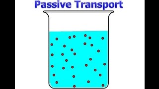 Passive Transport [upl. by Henleigh]