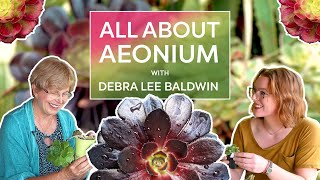 All About AEONIUM with Debra Lee Baldwin [upl. by Sup982]