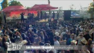 LOS NUEVOS ELEGANTES  LA MARIHUANA EN VIVO [upl. by Oberstone620]