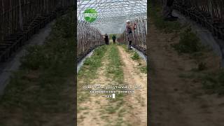 Oval tube polytunnel and raspberries growing system [upl. by Burch]