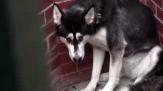 RSPCA Video  The Dog Rescuers Series 2 episode 10 [upl. by Nyved]