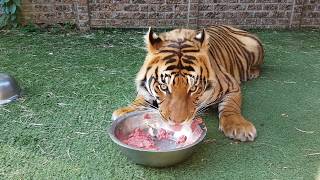 Watch me feed the tigers and checking the pups in FHD 60fps [upl. by Airun15]