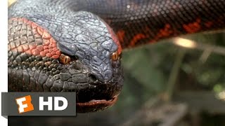 Large Anaconda video and Mating [upl. by Culbert]