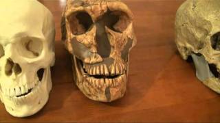 Comparison of Neanderthal CroMagnon and Modern Human Skulls [upl. by Arolf]