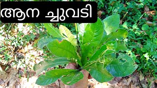 ആനച്ചുവടി \ Anachuvadi Plant Malayalam \ Elephantopus Scaber Plant [upl. by Ehsiom]