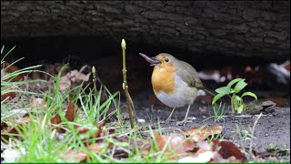 Robin bird eating a huge worm while it rains [upl. by Aiseneg]