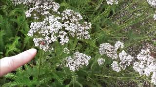 Greyabbey Physic Medicinal Herb Garden [upl. by Alleroif]