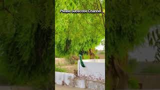 Fozia Soomro foryou viralvideo trending growth villagelife [upl. by Judah]