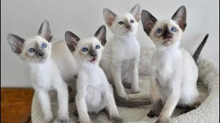 Funny Siamese Cat Videos  Loud Siamese Cat Meowing Talking Cute Siamese Kitten Sounds Ragdoll Twins [upl. by Keviv]