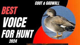 ✌Best coot amp gadwall voice for hunt ✌  coot amp gadwall mix  New voice coot  sucses hunt [upl. by Yblok489]