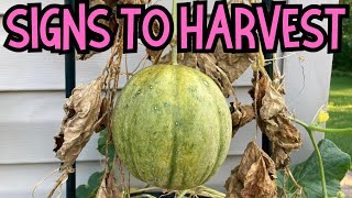 Vertical gardening When to harvest Cantaloupes and what are the signs cantaloupe melon garden [upl. by Hgieloj]