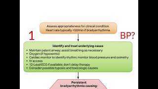 Bradycardia Management [upl. by Antoinette]