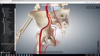 Memorize the Internal Iliac Artery in 2 minutes [upl. by Eneli825]