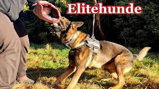 Die Elite der Schutzhunde Die 10 Besten Schutzhunderassen [upl. by Elletnahs105]