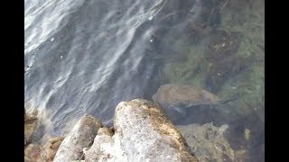 Puffer Fish in Spaanse Water Curaçao [upl. by Ainerbas929]