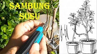 CHEK HASIL SAMBUNG SUSU POHON LENGKENG SETELAH 5 HARI [upl. by Demeter552]