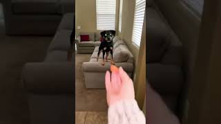 Nice Catch 😎 Fun Dog Videos 😜  Nova Page The Beauceron shorts [upl. by Ohl]