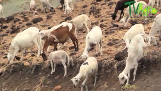 Cría de Cabras en el Desierto de la Tatacoa  TvAgro por Juan Gonzalo Angel [upl. by Kcirderfla]