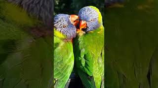 Rainbow 🌈 Lorikeet HAPPINESS🦜🦜🥹🥰❤️🧡💛💚💙💜 [upl. by Ronel]