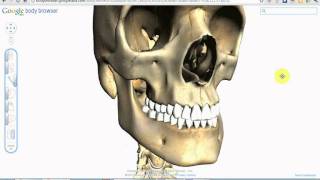 Google Body Browser ITA  Esplorara il Corpo umano in 3D [upl. by Olmstead490]