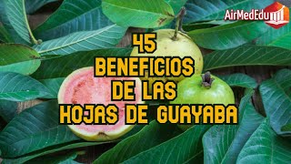 45 Beneficios de las Hojas de Guayaba [upl. by Llertram]