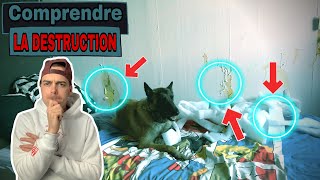 COMPRENDRE LA DESTRUCTION chez le chien  astuces [upl. by Santana]