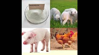 veterinary antibiotic lincomycin hcl powder for poultry [upl. by Arahat]